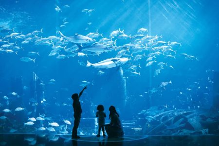 "Majestic marine life on display in the Lost Chambers Aquarium"