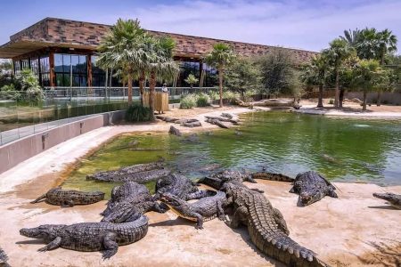"Close-up of a large crocodile at Dubai Crocodile Park"